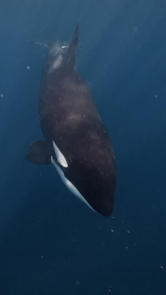 Orca nadando nas águas profundas de Fernando de Noronha