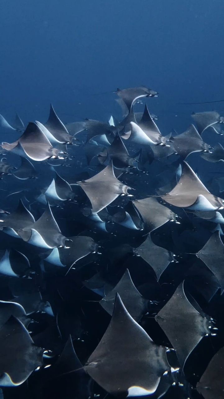 Cardume de raias-manta nadando em grupo