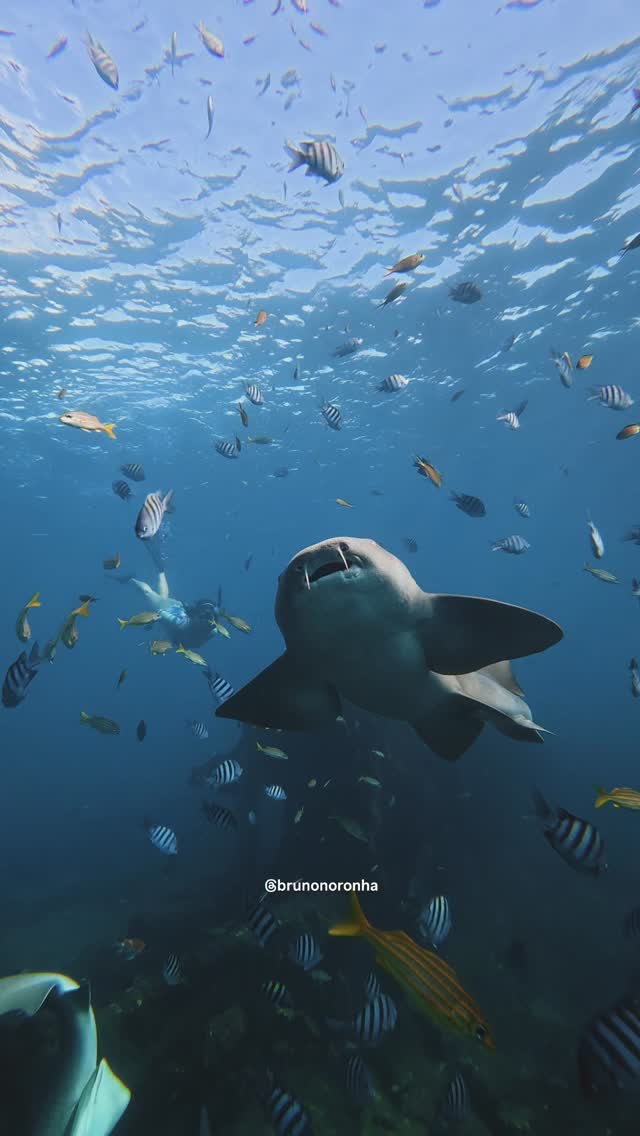 Mergulho com tubarão cercado por peixes em Noronha