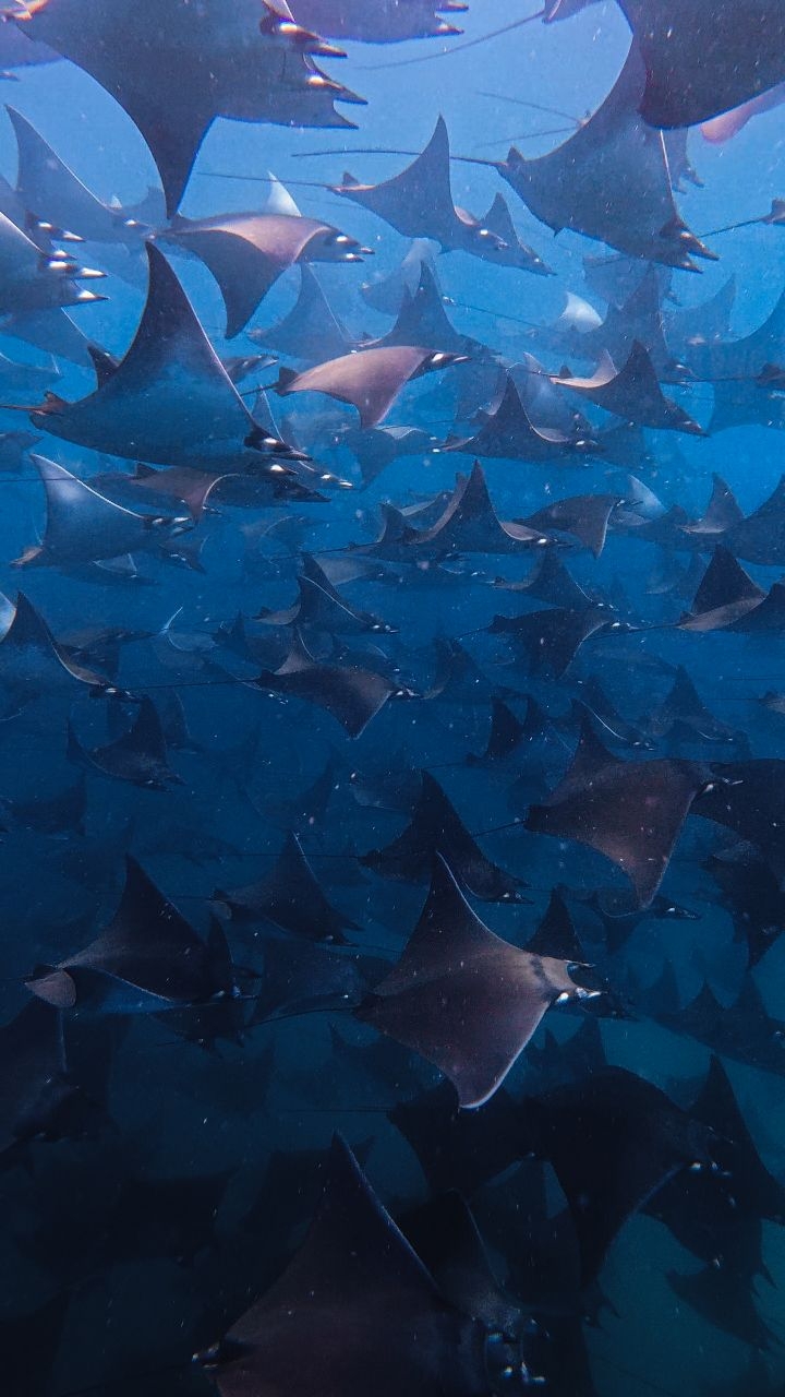Raias-manta deslizando nas profundezas do oceano